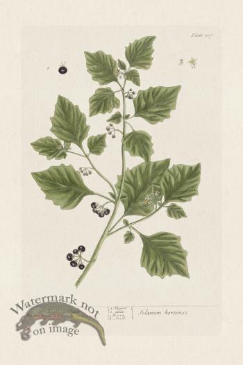 BEE 107 Night Shades